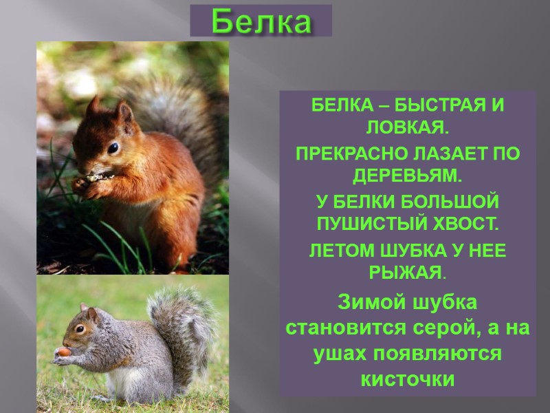 Белка БЕЛКА – БЫСТРАЯ И  ЛОВКАЯ.  ПРЕКРАСНО ЛАЗАЕТ ПО ДЕРЕВЬЯМ.  У